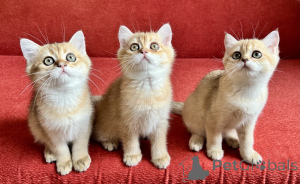 Фото №2 к объявлению №147117 о продаже шотландская (скоттиш страйт) - купить в Словакии заводчик