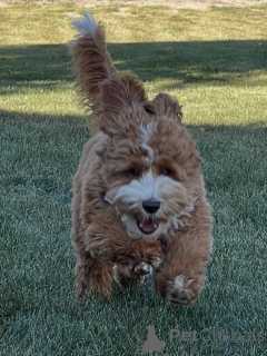 Фото №1. лабрадудль - купить в Дегерби за договорная. Объявление №157219