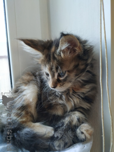 Фото №3. мейн-кун Продаются котята породы. Россия