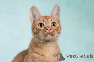 Фото №2 к объявлению №154292 о продаже  - купить в России частное объявление