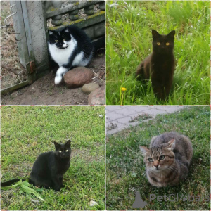 Фото №1.  - купить в Минске за Бесплатно. Объявление №165133