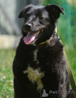 Фото №3. Герда в поисках самого верного друга..  Россия