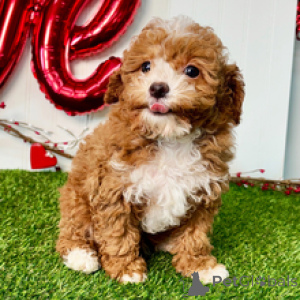 Фото №4. Продажа пуделя (той) в Дюссельдорфе частное объявление - цена 32468₽