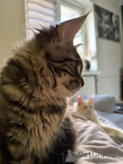 Фото №3. Adorables gatitos maine couon para un nuevo Hogar. Испания