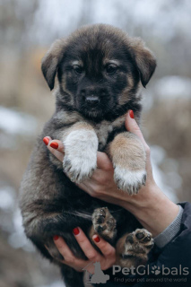 Дополнительные фото: Крошки ищут дом и семью!!