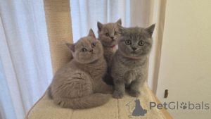 Фото №1. британская короткошёрстная - купить в Антверпен за Бесплатно. Объявление №167850