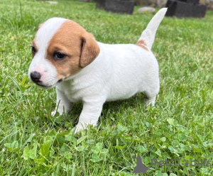 Фото №3. Предлагается к продаже очаровательный щенок-мальчик..  Германия