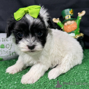 Фото №2 к объявлению №165218 о продаже мальтипу - купить в Румынии заводчик