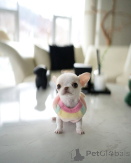 Фото №2 к объявлению №157375 о продаже чихуахуа - купить в Германии из приюта, заводчик