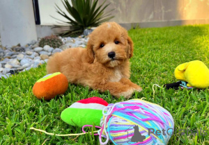 Фото №3. Сладкие солоды доступны для новых домов.  Германия