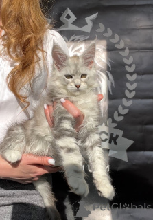 Фото №4. Продам мейн-куна в Москва из питомника - цена 147848₽