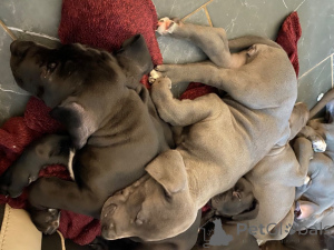 Фото №3. Щенки немецкого дога.  Дания