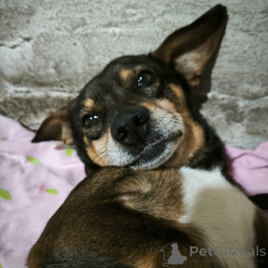 Фото №4. Продажа беспородную в Санкт-Петербурге  - цена Бесплатно