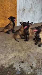 Фото №1. бельгийская овчарка - купить в Вена за 92767₽. Объявление №165436