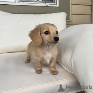 Фото №1. такса - купить в Берлине за договорная. Объявление №163519