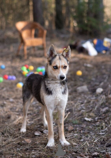 Фото №2 к объявлению №138868 о продаже беспородную - купить в России 