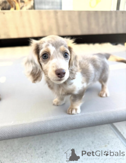 Фото №1. такса - купить в Амстердам за договорная. Объявление №165207