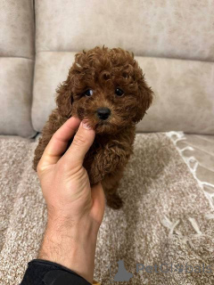 Фото №2 к объявлению №159971 о продаже пуделя (той) - купить в Сербии 