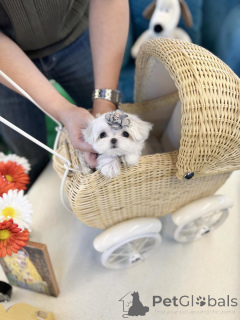 Фото №1.  - купить в Bakersfield за 44934₽. Объявление №157677