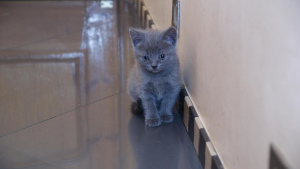 Фото №3. Британские котята, есть мальчики голубого окраса и девочка лилового. 2 месяца. Россия