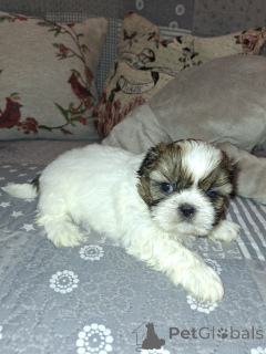 Фото №4. Продажа лхасского апсо, мальтийскую болонку, мальтипу, померанского шпица, пуделя (карликового), финского шпица, ши-тцу в Риге частное объявление, из питомника, заводчик - цена 64937₽