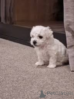 Фото №3. Lindos cachoros Maltês для продажи.  Португалия