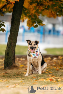 Фото №2 к объявлению №149592 о продаже беспородную - купить в России 