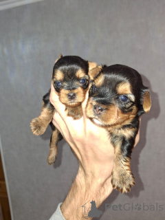 Фото №1. бивер-йоркширский терьер, бишон фризе, йоркширский терьер, мальтийская болонка, мальтипу, померанский шпиц, пудель (карликовый), пудель (королевский), пудель (той) - купить в Хельсинки за 64937₽. Объявление №155995