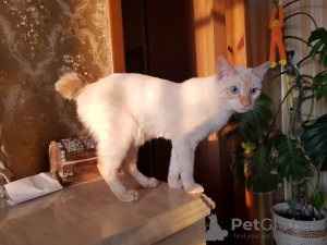 Фото №3. Чистокровный котенок меконгского бобтейла. Украина