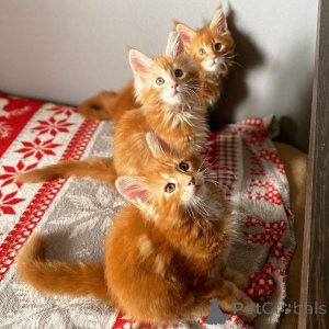 Фото №3. Британские котят британской шорты доступны для переосмысления. США