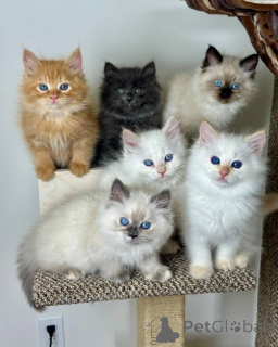 Фото №1. сибирская - купить в Аарберген за договорная. Объявление №158806