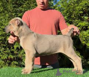 Фото №2 к объявлению №162777 о продаже кане-корсо - купить в Канаде частное объявление, заводчик