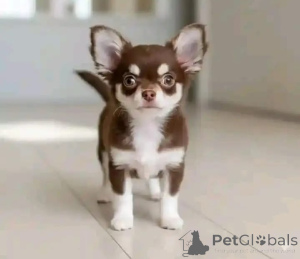 Фото №1. чихуахуа - купить в Эсенс за договорная. Объявление №165372