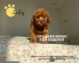 Фото №3. Катерина Бурлаченко.  Германия