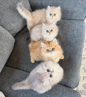 Фото №1. персидская - купить в Альпбах за договорная. Объявление №161158