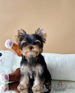 Фото №3. Софи элегантная, завернутая в мех и полная любви.  Исландия