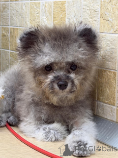 Фото №3. Тедди пудель Китай.  Россия