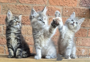 Фото №1. мейн-кун - купить в Вежифе за Бесплатно. Объявление №154064