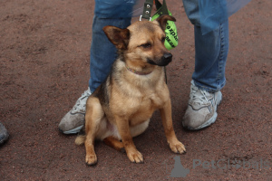 Фото №4. Продажа беспородную в Санкт-Петербурге частное объявление - цена Бесплатно
