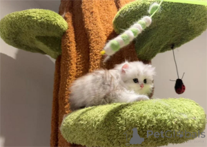 Фото №2 к объявлению №153202 о продаже менуэт короткошерстная - купить в Германии 