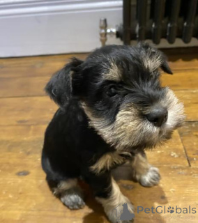 Фото №2 к объявлению №160016 о продаже немецкую овчарку - купить в Латвии частное объявление