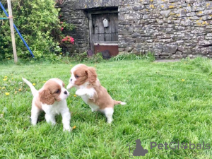 Фото №3. Adorable Cavalier King Charles Puppies for free adoption.  Германия