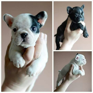 Дополнительные фото: миниатюрный французский бульдог, красивые 1 кг щенки.