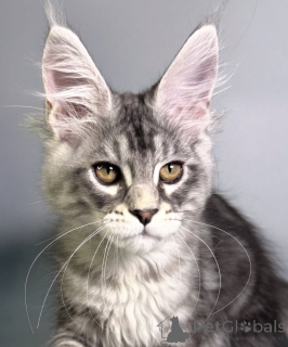 Фото №1. мейн-кун - купить в Баден-Бадене за 91839₽. Объявление №163663