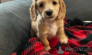 Фото №1. такса - купить в Слатина за договорная. Объявление №160039