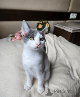 Фото №1. европейская короткошерстная - купить в Вена за договорная. Объявление №136607