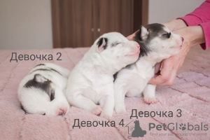 Фото №2 к объявлению №9448 о продаже сибирского хаски - купить в Украине 