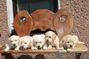 Фото №2 к объявлению №160309 о продаже золотистого ретривера - купить в Финляндии частное объявление