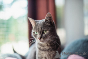 Фото №3. Нежная и ласковая Зоя ищет свою семью.. Россия