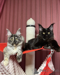 Фото №2 к объявлению №160673 о продаже мейн-кун - купить в Великобритании заводчик